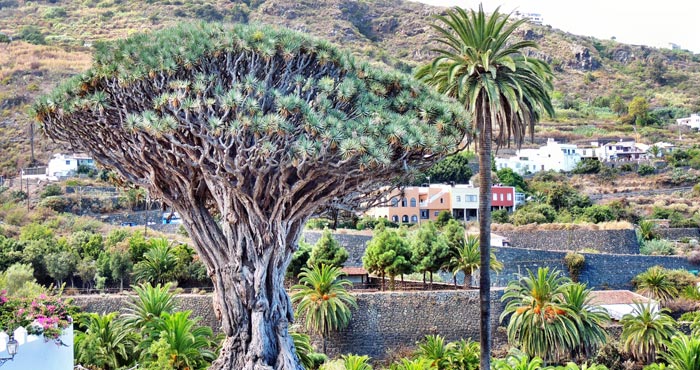 Drachenbaum,Teneriffa